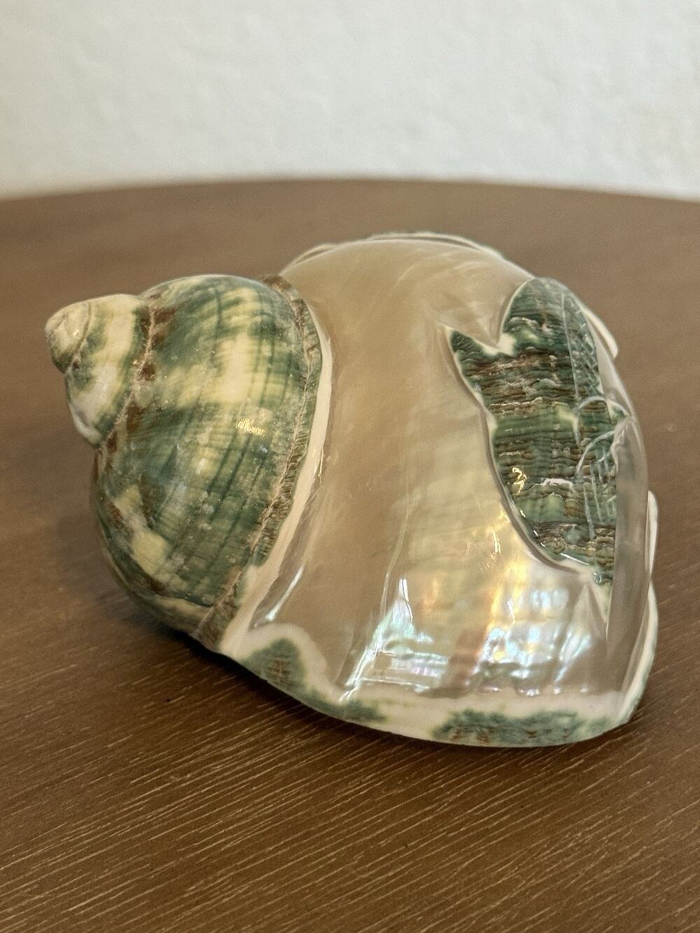 Polished Jade Turbo Shell Pearlized With Jade Dolphin Beach Nautical 3x2.5”